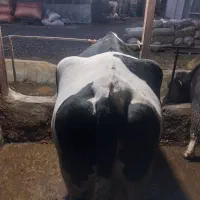 گاو|حیوانات مزرعه|بندر گز, |دیوار