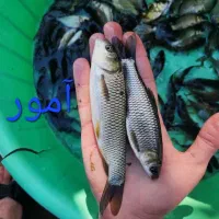 فروش آمور عمده وجزئی کپور