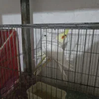 عروس هلندی|پرنده|یزد, |دیوار