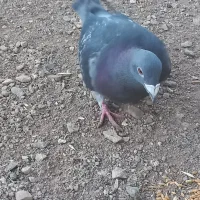 کبوتر پلاکی|پرنده|زنجان, |دیوار