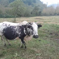 فروش گاو|حیوانات مزرعه|تالش, جوکندان|دیوار