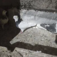 کفتر شهرستان مناسب