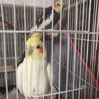 یه جفت عروس هلندی مولد به شرط
