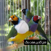 فنچ گلدین در همه رنگ نر و ماده جوان