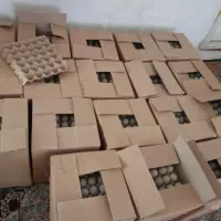 تخم اردک نطفه|حیوانات مزرعه|محمودآباد, |دیوار