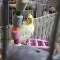 فروش عروس هلندی