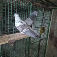 کبوتر پرشی|پرنده|سیرجان, |دیوار