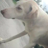 گمشده|حیوانات|لاهیجان, لیل|دیوار