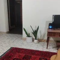 فروش پتوس و سانسوریا|گل و گیاه طبیعی|اهواز, کوی آغاجاری|دیوار