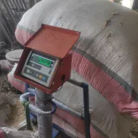 جو هم برای کاشت هم برای دام جو بذری کردستان
