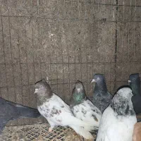 کبوتر کفتر|پرنده|مشهد, فاطمیه|دیوار