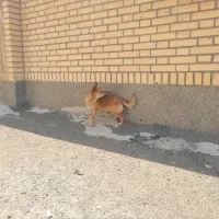 سگ پاکوتاه