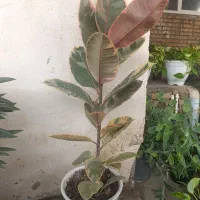 فروش به گل خونه