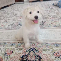 سگ پاکوتاه توله نژاد اصیل فوری