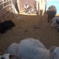 کود حیوانی|لوازم جانبی حیوانات|کشکوئیه, |دیوار