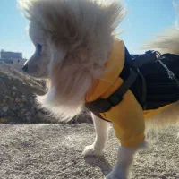 سگ پامر  روباهی