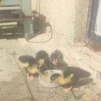 جوجه اردک