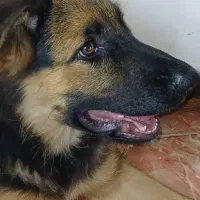 سگ ژرمن شپرد گمشده به نام هیرو