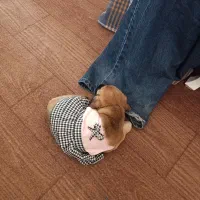 واگذاری هاپو جفتی۵ت|سگ|پردیس, فاز ۸|دیوار