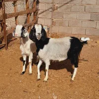 گوسفند بز|حیوانات مزرعه|کرمان, |دیوار