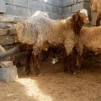 گوسفند قوچ میش
