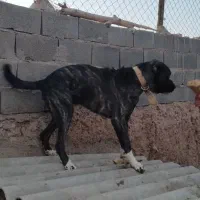سگ افغانی نژاد داره 15ماهه|سگ|شاهرود, |دیوار
