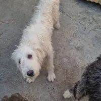 سگ قدرجونی ماده|سگ|شوشتر, |دیوار