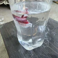 ماهی فایتر مینیاتوری رنگ خاص و پچه فلاور کینگ سایز|ماهی|قم, پردیسان|دیوار