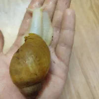 حلزون طبی آلبینو و تخم حلزون