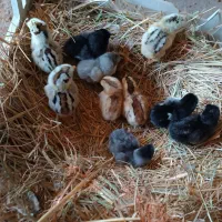 فروش تخم نطفه دار مرغ عربی|حیوانات مزرعه|اهواز, کیان اباد|دیوار