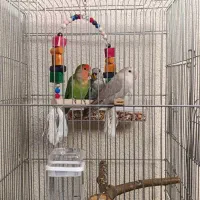 طوطی|پرنده|مهاباد (آذربایجان غربی), |دیوار