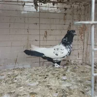 گرفتنی رنگی