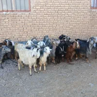 فروش بزوکهره