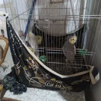 دوتا عروس هلندی یه نر یه ماده