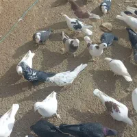 فروش ۵۰عدد کبوتر
