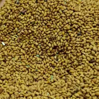 تخم (بذر)یونجه گلوان|خدمات باغبانی و درختکاری|مرند, |دیوار