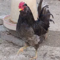 خروس طوسی