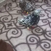 کبوتر دم سفید