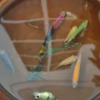 ماهی