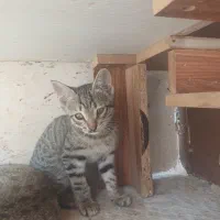 بچه گربه
