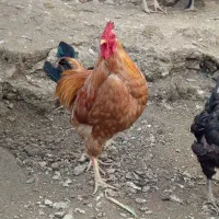 خروس محلی|حیوانات مزرعه|بانه, |دیوار