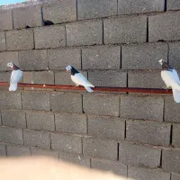 کبوتر طوقی|پرنده|جوین, |دیوار