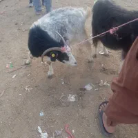 دوتا ماده بز چاق|حیوانات مزرعه|گنبد کاووس, |دیوار