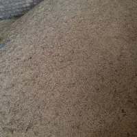 جو علفی بذری