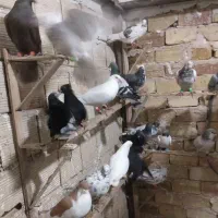 کبوتر  پرنده|پرنده|الوند, |دیوار