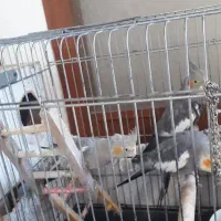 جفت عروس هلندی|پرنده|بابلسر, |دیوار