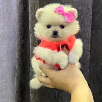 پامر فینگیلی پودل فرفری و شیتزو پنبه ای