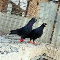 جفت کلاغ گوهک کرمونی اصل