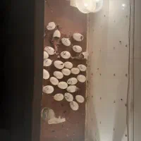 فروش دستگاه جوجه کشی نیمه اتومات