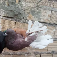 کفتر نر های نسل درست|پرنده|قم, زند آباد|دیوار